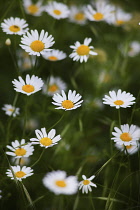 Daisy, Ox-eye daisy, Leucanthemum vulgarem, Abundance of wild white coloured flowers growing outdoor.