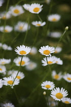 Daisy, Ox-eye daisy, Leucanthemum vulgarem, Abundance of wild white coloured flowers growing outdoor.