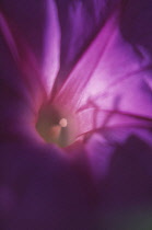 Morning Glory, Ipomoea purpurea, Close up studio shot of purple flower showing stamen.