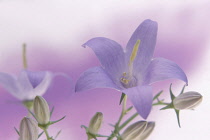 Campanula, Bellflower, Campanula latifolia, Close up studio shot of mauve coloured flower showing stamen.