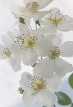 Rose, Rosa, Rosa 'Wedding day', Close up studio shot of white flowers showing stamen.