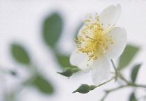 Rose, Rosa, Rosa 'Wedding day', Close up studio shot of white flower showing stamen.