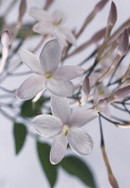 Jasmine, Jasminum officinale, Close up studio shot of white coloured flower.