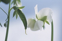 Sweat pea, Lathyrus odoratus, Close up showing both seed pod and flower.