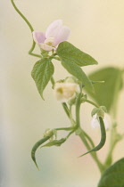 French bean, Phaseolus vulgaris, Close up showing both seedpod and flowers