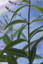 Lemon verbena, Aloysia triphylla, Close up side view of foliage.