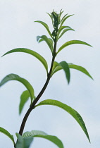 Lemon verbena, Aloysia triphylla, Close up side view of foliage.