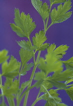 Parsley, Petroselinum, Close up of foliage showing pattern against purple background.