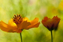 Cosmos, Yellow coloured flowers growing outdoor showing stamen.