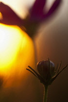 Cosmos, Flower growing outdoor silhouetted at sunset.