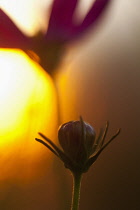 Cosmos, Flower growing outdoor silhouetted at sunset.