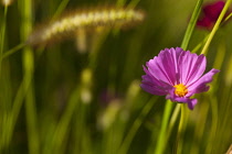 Cosmos, Pink coloured flower growing outdoor showing stamen.