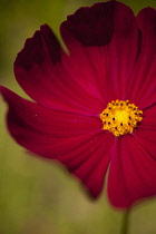 Cosmos, Red coloured flower growing outdoor showing stamen.
