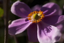 Anemone, Japanese Anemone, Anemone hupehensis var japonica, Side view of mauve coloured flower growing outdoor showing stamen.