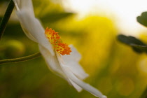 Anemone, Japanese Anemone, Anemone hupehensis var japonica, Side view of white coloured flower growing outdoor showing stamen.