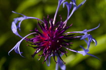 Bergamot 'Adam', Monarda 'Adam', Purple coloured flower growing outdoor.