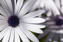 Osteospermum, Almost monochrome detail of flower growing outdoor.