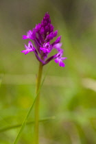 Orchid, Pyramidal Orchid, Anacamptis pyramidalis, Purple coloured flower growing outdoor.