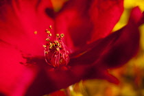 Rose, Rosa, Detail of red coloured flower growing outdoor showing stamen.