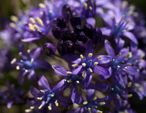 Portugues squill, Scilla Peruviana, Purple coloured flowers growing outdoor.