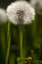 Dandelion clock, Taraxacum officinnale, Side view of single stem growing outdoor.