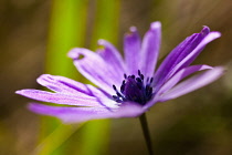 Anemone, Anemone heldreichi, Hortensis, Side view of mauve coloured flower growing outdoor showing stamen.