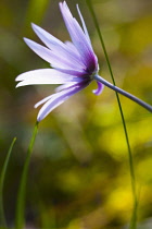 Anemone, Anemone heldreichi, Hortensis, Side view of mauve coloured flower growing outdoor.