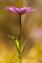 Anemone, Anemone heldreichi, Hortensis, Side view of mauve coloured flower growing outdoor.