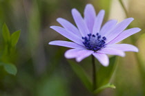 Anemone, Anemone heldreichi, Hortensis, Side view of mauve coloured flower growing outdoor showing stamen.