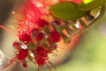 Bottlebrush, Callistemon, Close up detail of red flower growing outdoor.