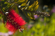 Bottlebrush, Callistemon, Close up detail of red flower growing outdoor.