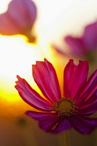 Cosmos, Pink flower growing outdoor backlit by setting sun.