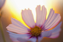 Cosmos, Pink flower growing outdoor backlit by setting sun.
