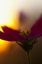 Cosmos, Pink flower growing outdoor backlit by setting sun.