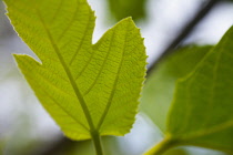 Fig, Ficus carica, Leaf outdoor on the tree, detail showing patten.