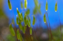 Moss, Close up detail of the foliage.