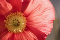 Poppy, Icelandic Poppy, Papaver croceum, Papaver nudicale, Close up of red colour flower growing outdoor showing stamen.
