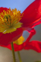 Poppy, Icelandic Poppy, Papaver croceum, Papaver nudicale, Close up of red colour flower growing outdoor showing stamen.