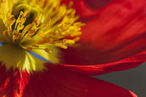 Poppy, Icelandic Poppy, Papaver croceum, Papaver nudicale, Close up of red colour flower growing outdoor showing stamen.