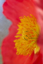 Poppy, Icelandic Poppy, Papaver croceum, Papaver nudicale, Close up of red colour flower growing outdoor showing stamen.