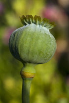 Poppy, Papaver, Close up of green seed pod growing outdoor.