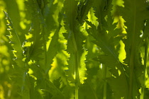 Poppy, Papaver, Detail of green foliage growing outdoor.