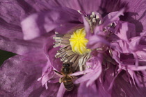 Poppy, Papver, Close up of mauve coloured flower growing outdoor with bees.