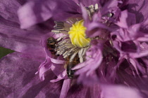 Poppy, Papver, Close up of mauve coloured flower growing outdoor with bees.