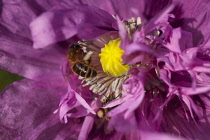 Poppy, Papver, Close up of mauve coloured flower growing outdoor with bees.