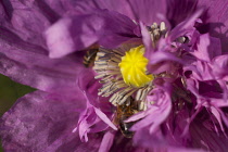 Poppy, Papver, Close up of mauve coloured flower growing outdoor with bees.