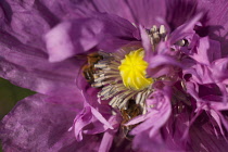 Poppy, Papver, Close up of mauve coloured flower growing outdoor with bees.