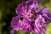 Poppy, Papver, Close up of mauve coloured flower growing outdoor with bees.