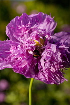 Poppy, Papver, Close up of mauve coloured flower growing outdoor with bees.