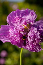 Poppy, Papver, Close up of mauve coloured flower growing outdoor with bees.